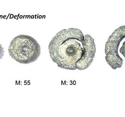 Alternative view of BIG GAME PALLA 32